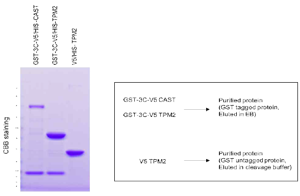 단백질 발현 및 정제 파이프라인을 활용하여 순수 분리 정제된 CAST 및 TPM2 단백질