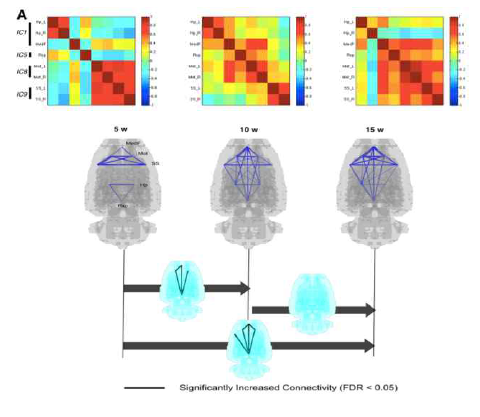 뇌 영역 사이의 대사 연결. 뇌영역 사이의 상관성 분석 (위), 뇌영역간의 연결성 변화 (아래) 파란선은 양의 상관관계인 연결성을 나타내며, 선의 너비는 연결 강도 나타냄