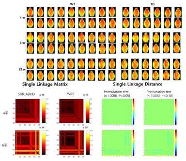 SHR_ADHD 표현형 그룹과 control (WKY) 그룹간의 persistent homology로 구한 뇌대사연결성 (single linkage matrix) 분석