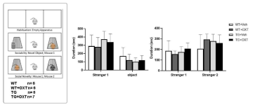 WT과 FMR1 KO 마우스에서 3 chamber 사회성 실험결과. stranger1과 사물, stranger1과 stranger2에 머무르는 시간 비교