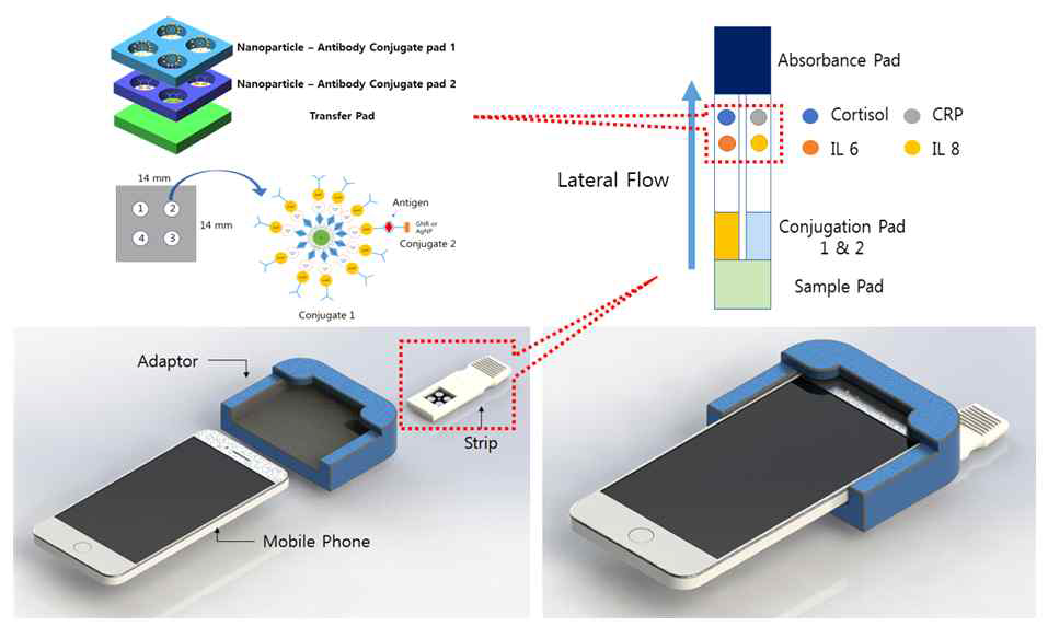 나노입자-항체 접합체를 페이퍼칩에 고정시킨 면역발광 스트립의 측정 개요