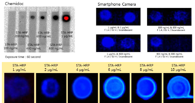 STA-HRP의 농도별 Mobile CMOS camera와 ChemiDocTM imager (Bio-Rad, USA)로 측정된 발광 이미지