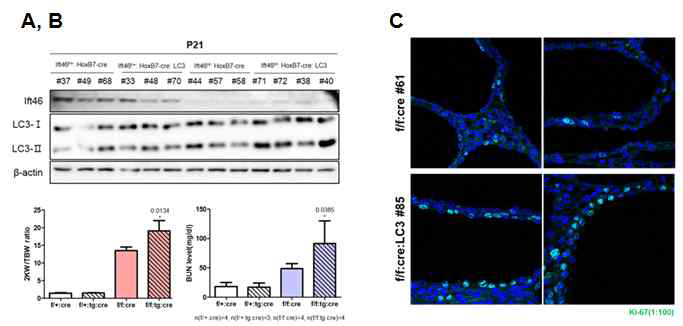 LC3 과발현 Ift46 결함 동물 신장 표현형 변화 관찰
