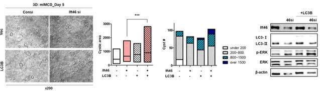 LC3 발현 증가에 따른 in vitro 낭포 형성 증가