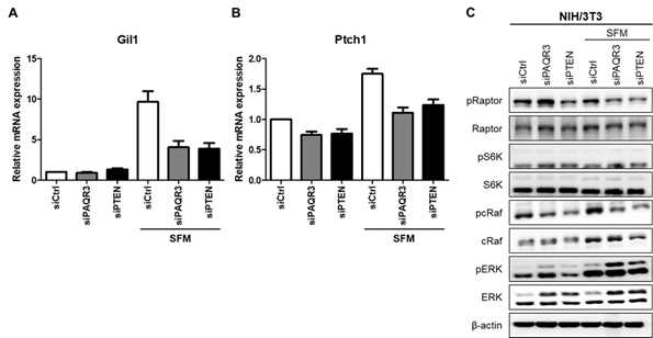PAQR3, PTEN 조절에 따른 다양한 신호 변화