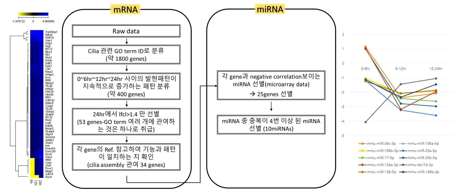 섬모 형성 조절에 관여할 것으로 예측되는 후보 miRNAs 선별 전략