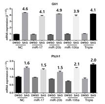 miR-17 family mimic 처리에 의한 Hedgehog signaling 변화 관찰