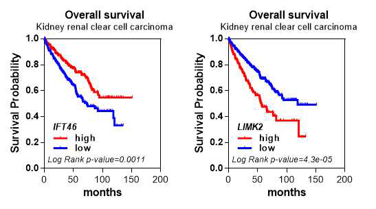 KIRC TCGA 데이터 기반 IFT46, LIMK2 발현에 따른 overall survival 분석 결과