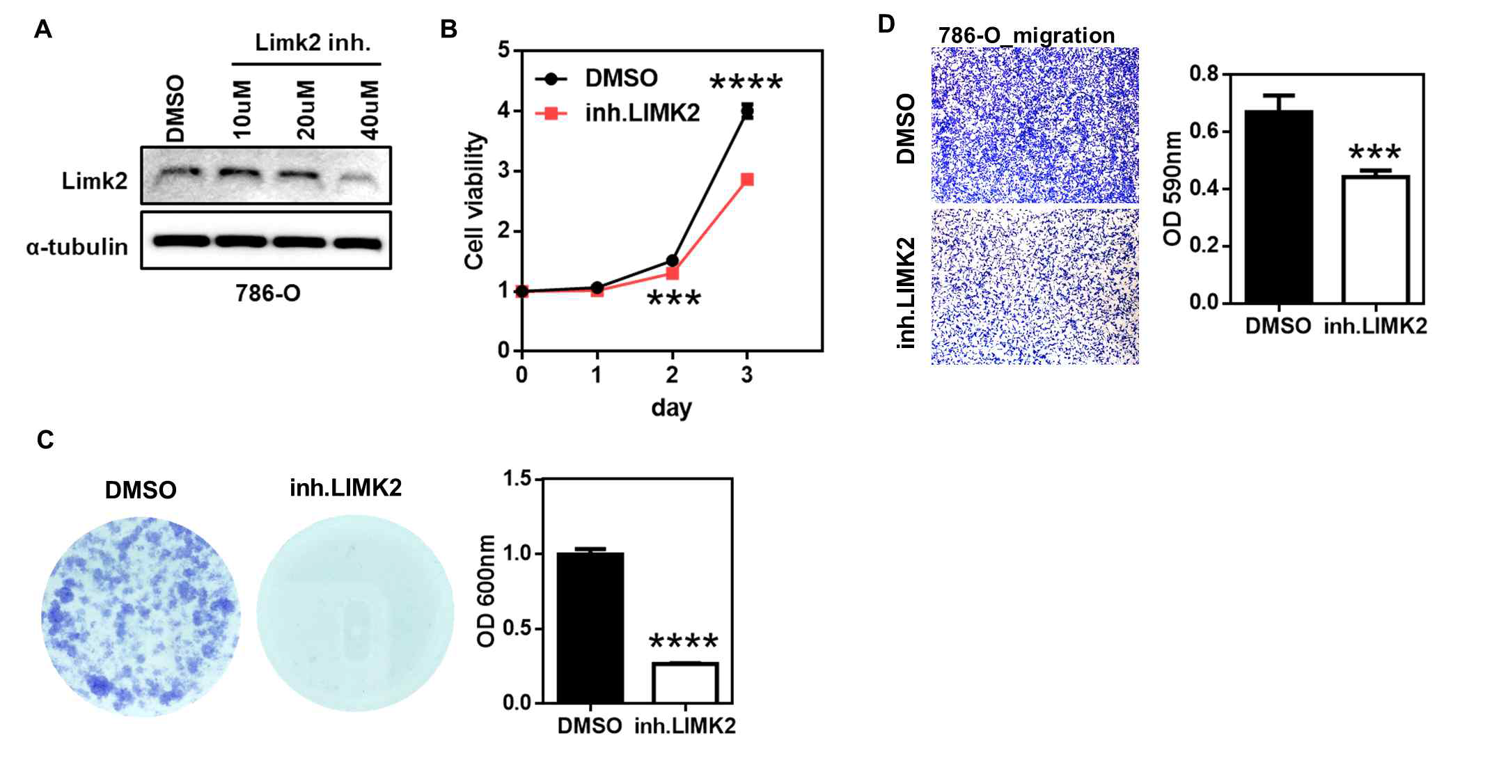 신장암 세포주 (786-O)에서 LIMK2 inhibitor를 통한 항암 효과 확인