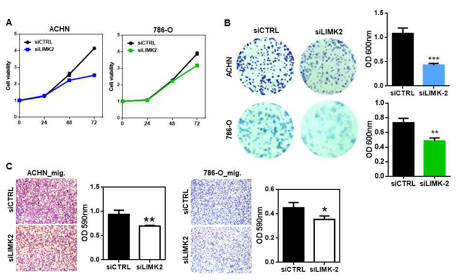 신장암 세포주 (ACHN, 786-O) 에서 LIMK-2 siRNA를 통한 감소를 통한 항암효과 확인