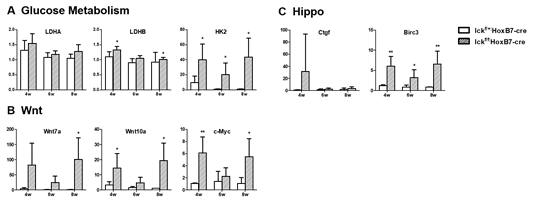 일차섬모와 다낭신 관련 signaling에 대한 Q-PCR 분석