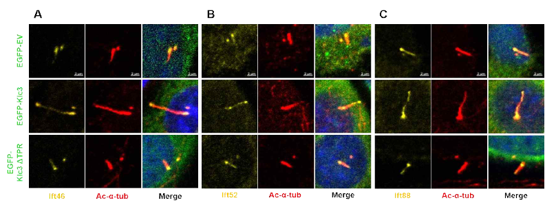 Klc3의 발현을 조절해주었을 때 IFT 단백질들의 위치변화 확인