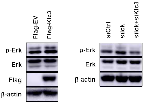 in vitro 수준에서 Ick와 Klc3를 조절해주었을 때 pErk 발현 분석