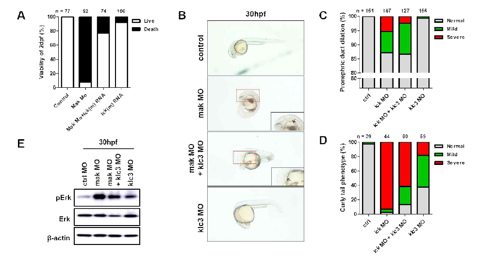 Zebrafish 모델에서 Ick와 Klc3의 검증