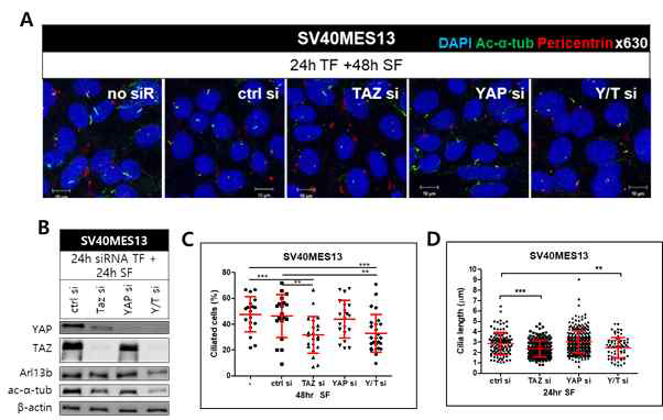 SV40MES13에서 YAP/TAZ의 감소에 의한 섬모 형성 조절 관찰