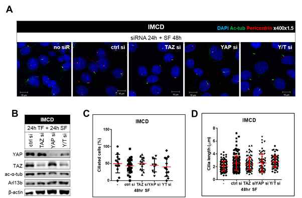 IMCD에서 YAP/TAZ의 감소에 의한 섬모 형성 조절 관찰
