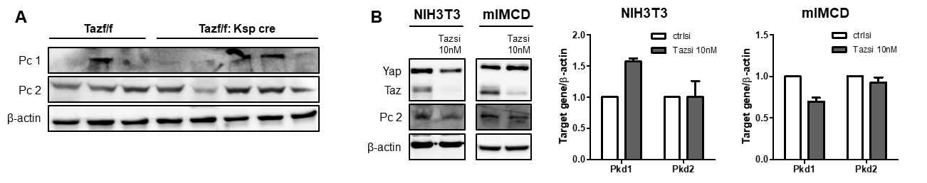 Taz 발현 저해에 따른 Pkd1, 2 조절 가능성 검증