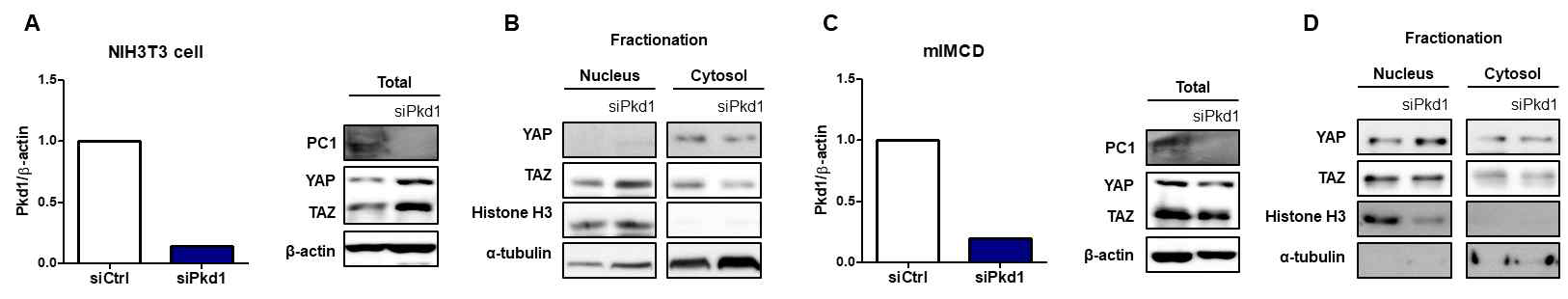 in vitro 상에서 Pkd1 저해 시 Yap/Taz 발현 패턴 변화 관찰