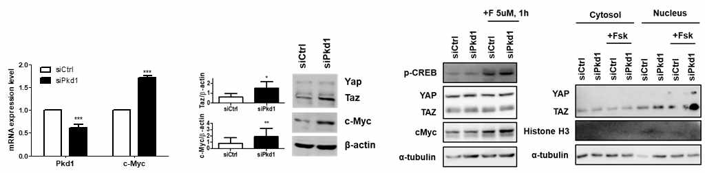 IMCD 세포 이용 Pkd1 저해 및 낭포 형성 상황 유도 시 Taz, c-Myc 변화 스크리닝