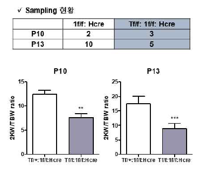 Taz 결함 Pkd1 조건 마우스의 신장 비대 완화 효과 검증