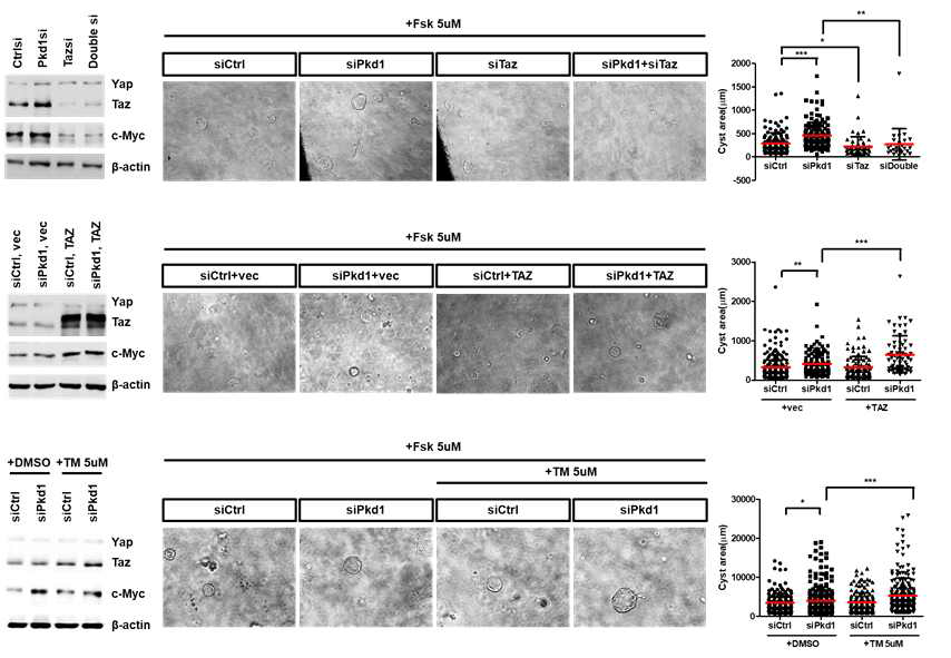 Taz 조절에 따른 in vitro 낭포 형성 및 분자 수준 타겟 발현 변화 관찰