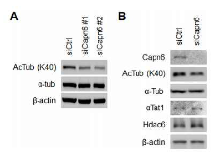 Calpain-6 발현 저해에 의한 α-tubulin acetylation 감소