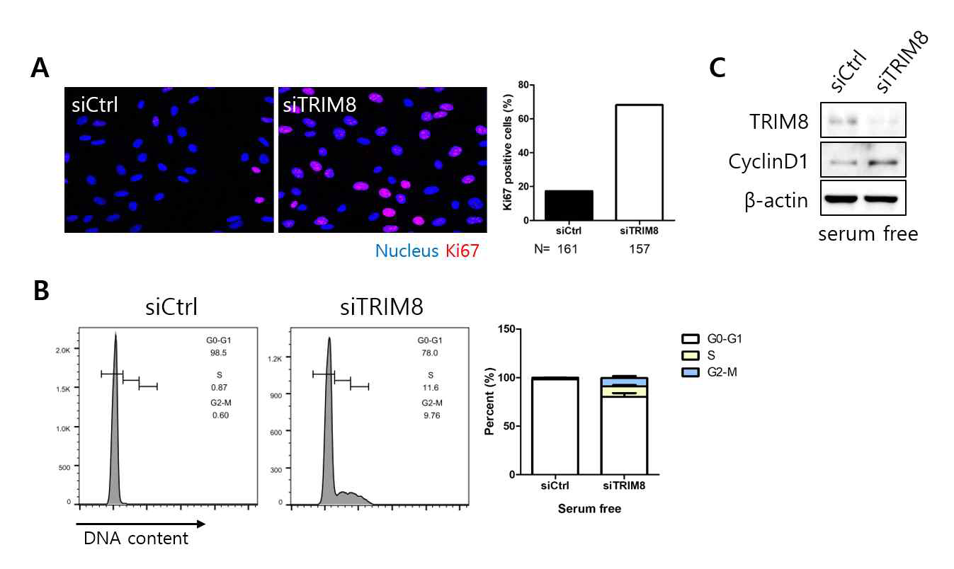 htRPE 세포주에 siTRIM8 처리 시 serum starvation 조건하에서 cell cycle의 변화 관찰