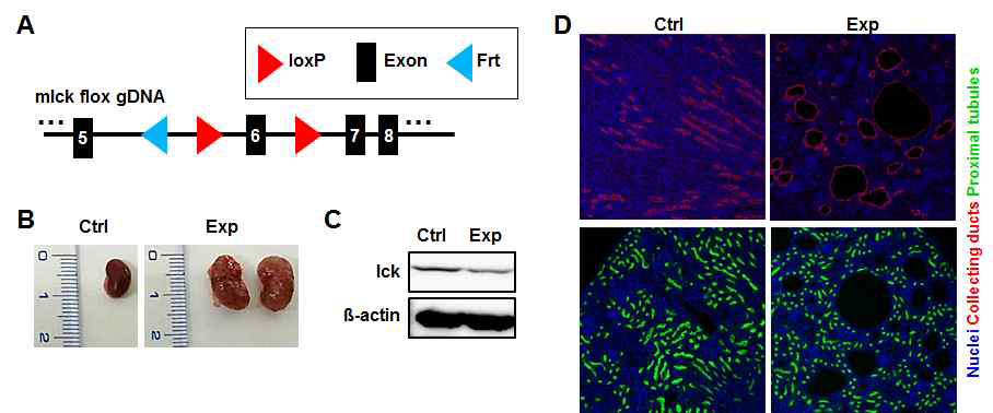 Cre-loxP 시스템을 활용한 Ick cKO 마우스 구축 및 신장 표현형 관찰