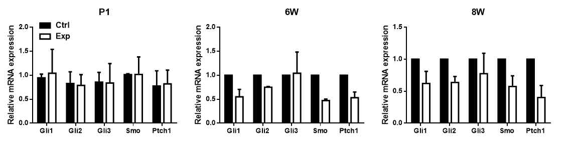 Ick cKO 신장에서 Hh signaling 관련 유전자 mRNA 발현 변화 관찰