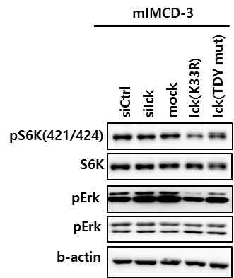 Ick kinase activity와 pErk 상관관계 규명