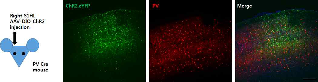 AAV가 주입된 부위에만 ChR2가 PV신경세포 선택적으로 발현함을 확인