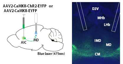 뇌섬엽 영역에서 타겟 뇌영역으로 연결되는 신경세포 선택적 자극 실험 모식도(좌), 실제 타겟 뇌영역으로 연결되어있는 뇌절편 사진(우)