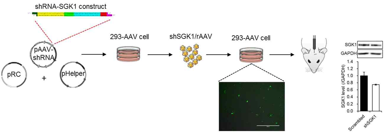 shRNA-SGK1/AAV 제작 과정. 이 바이러스가 쥐의 뇌 조직 내에서 실제로 SGK1의 발현을 감소시키는 것을 immunoblot을 통해 확인
