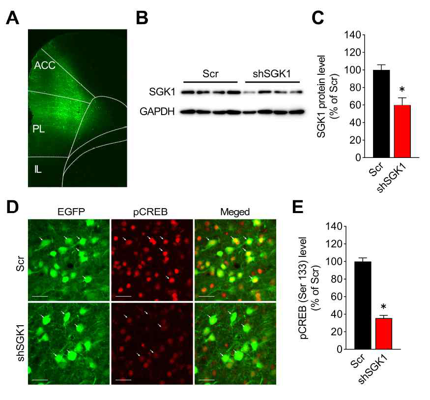 내측 전전두피질 SGK1 발현 감소 (A) 내측 전전두피질의 shSGK1-AAV 투여 후에, EGFP 발현 (B, C) SGK1의 Western blot images. SGK의 발현이 감소함 (D) Colocalization of AAV-infected cells (EGFP signals) and phospho-CREB (pCREB) in the mPFC from rats with infusions of Scr- or shSGK1-AAV. (E) pCREB 발현이 감소함. pCREB의 발현 감소는 SGK1의 발현 감소를 증명. *p < 0.05.