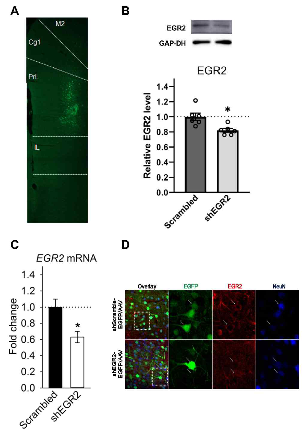 내측 전전두피질 EGR2의 발현 감소 (A) 내측 전전두피질의 GFP 발현 정도 (B) EGR2 단백질 감소 (C) EGR2 mRNA 감소 (D) EGR2 발현 감소가 뉴런에 일어남을 보여줌