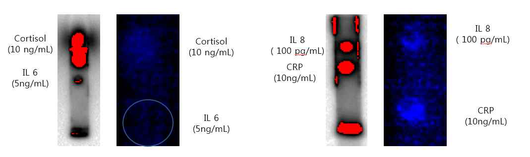 ChemiDocTM과 Smartphone을 이용한 바이오마커 검출결과 비교