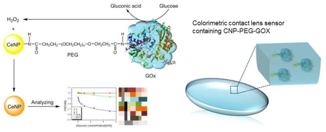 CNP-PEG-GOX 나노복합체를 단순 trapping시킨 콘택트렌즈 시작품 디자인의 모식도