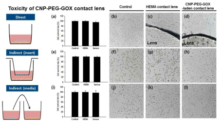 CNP-PEG-GOX 나노복합체가 포함된 콘택트렌즈 센서의 세포 독성 평가