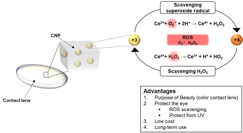 CNP 가 탑재된 콘택트렌즈를 이용한 항산화 작용 모식도