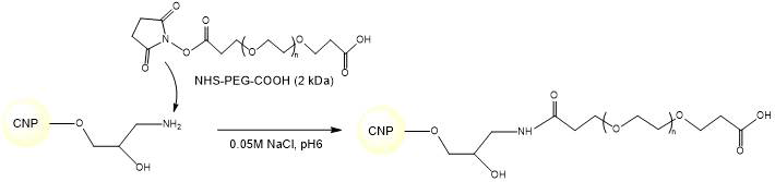 CNP-NH2 에 NHS-PEG_COOH를 도입하여 PEGylation 하는 과정 모식도