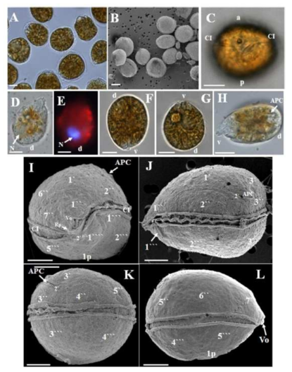 Ostreopsis cf. ovata의 광학현미경 및 주사전자현미경(SEM) 을 통한 형태학적 관찰 (Kang et al., 2013)