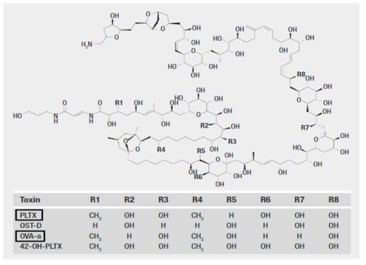 Palytoxin과 ovatoxin의 분자적 화학구조 (Habermann and Chhatwal, 1982)