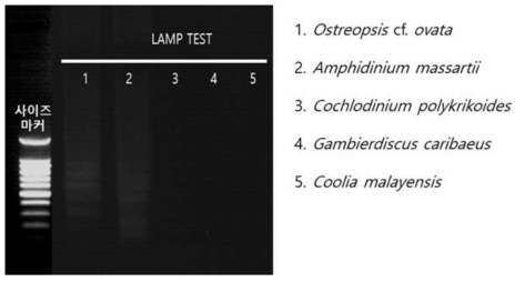 해양미세조류 5종의 LAMP 반응결과