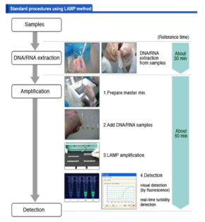 현장적용 가능한 LAMP PCR 검출 시스템 매뉴얼