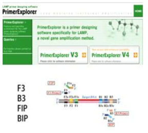 LAMP 프라이머 제작법
