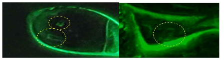 (좌) Cornea 와 sclera 에 스트립 tip 접촉 실험 후 형광 이미지, (우) IPC에 자극 인가 실험 결과, 꼭지점 부위에 상처가 집중되었음