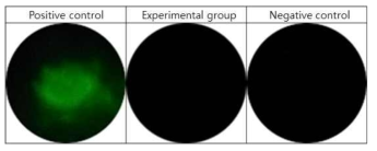 Fluorescein stain test 결과, (좌) positive control, (중) 당뇨 진단 센서, (우) negative control