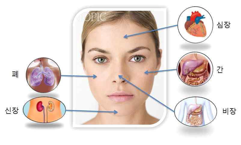 안면부 오장 구획도