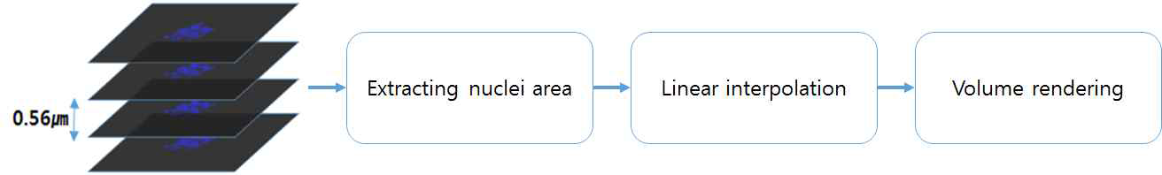공초점 현미경으로 촬영한 뇌종양 세포핵 영상을 3차원 재구성 하는 과정