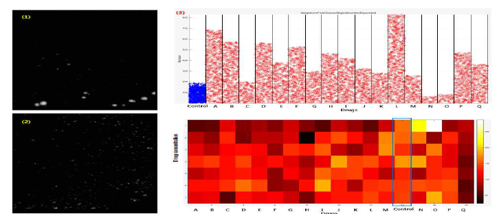 동일 환자유래 세포 침투성 및 운동성 관련 개별 세포핵 표현형 특징 수치 분포 (1) 컨트롤 웰 영상 (2) 약물 첨가 영상 (3) 표현형 특징 수치 그래프 및 히트 맵(heat map)